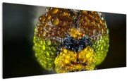 Detailný obraz očí hmyzu (120x50 cm)