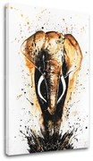 Obraz na plátne SLON 1 dielny XOBDA054E1 | rôzne rozmery