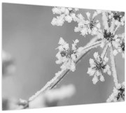 Obraz - Zamrznutá rastlina (70x50 cm)