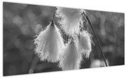 Obraz - Cottongrass (120x50 cm)