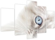 Obraz - Mačka s modrými očami (150x105 cm)