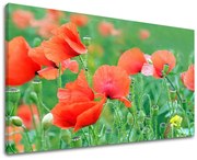 Obraz na stenu KVETY | rôzne rozmery