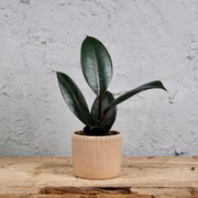 Ficus Elastica Robusta baby