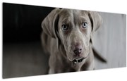 Obraz šteňaťa (120x50 cm)