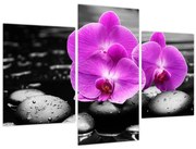 Obraz - Fialové orchidey (90x60 cm)