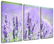 Obraz na stenu KVETY | rôzne rozmery