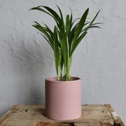 Areca Dypsis lutescens