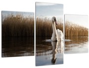 Obraz labute (90x60 cm)