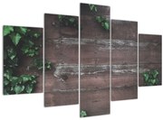 Obraz - Brečtan (150x105 cm)