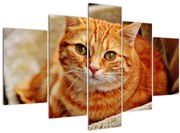 Obraz ležiace mačky (150x105 cm)