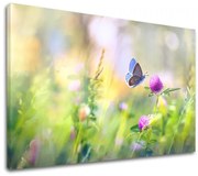 Obraz na stenu FAREBNÉ KVETY_161-11 | rôzne rozmery