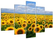 Obraz slnečnicového poľa (150x105 cm)