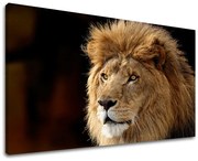 Obraz na stenu ZVIERATÁ | rôzne rozmery