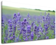 Obraz na stenu KVETY | rôzne rozmery