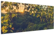 Obraz - Vinice (120x50 cm)