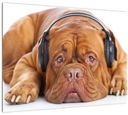 Obraz psa so slúchadlami (70x50 cm)