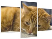 Obraz mačky (90x60 cm)