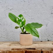 Rhapidophora Tetrasperma baby