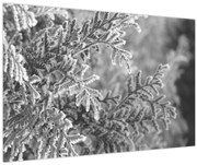 Obraz - Smrekový les (90x60 cm)