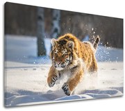 Obraz na stenu ZVIERATÁ_048-11 | rôzne rozmery