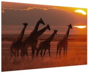 Obraz - Žirafy v africkej savane (90x60 cm)