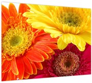Obraz - Kvety Gerbery (70x50 cm)