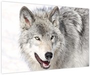 Obraz - Vlk v prírode (90x60 cm)