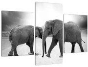 Obraz - čiernobiele slony (90x60 cm)