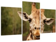 Obraz žirafy (90x60 cm)
