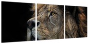 Obraz - Majestátny lev (s hodinami) (90x30 cm)