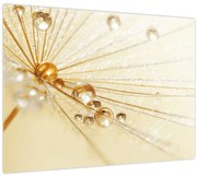 Obraz - Makro fotografie púpavy (70x50 cm)