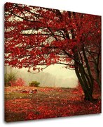 Obraz na stenu STROMY | rôzne rozmery