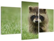 Obraz mývala (90x60 cm)