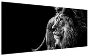 Obraz - Lev (120x50 cm)