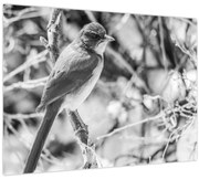 Obraz - Modrý vták v zime (70x50 cm)