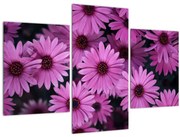 Obraz ružových kvetov (90x60 cm)