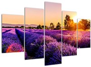 Obraz levanduľového poľa (150x105 cm)