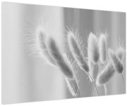 Obraz - Bunny tail grass (90x60 cm)