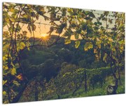 Obraz - Vinice (90x60 cm)