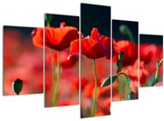 Obraz - vlčie maky (150x105 cm)