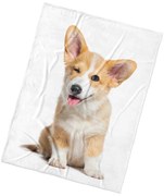 BedTex Deka mikroplyš Psie Veličenstvo, 150 x 200 cm