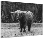 Obraz - Škótska krava (70x50 cm)