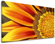 Obraz na stenu KVETY | rôzne rozmery