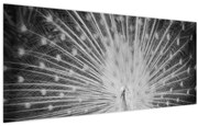 Obraz - Biely páv (120x50 cm)