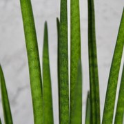 Sansevieria svokrine jazyky Mikado