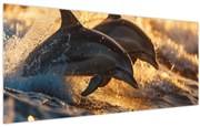 Obraz - Delfíny (120x50 cm)