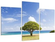 Obraz pláže so stromom (90x60 cm)