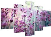 Obraz - Levanduľa (150x105 cm)