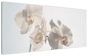 Obraz bielej orchidey (120x50 cm)