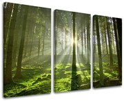 Obraz na stenu STROMY | rôzne rozmery